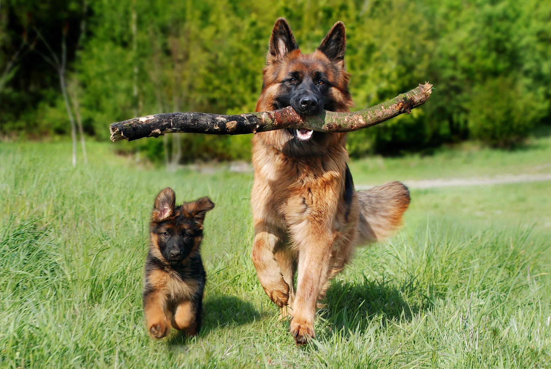 comportement joueur de chien adulte et chiot courant dans l'herbe avec un bâton dans la gueule